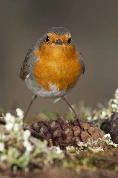 Robin Erithacus Rubecula Close Pássaro — Fotografia de Stock