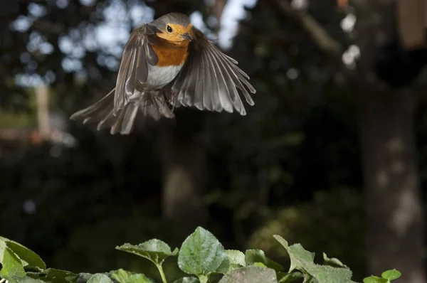 Robin - Erithacus rubecula, bird flying