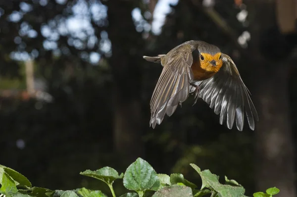 Robin Erithacus Rubecula Pájaro Volando —  Fotos de Stock