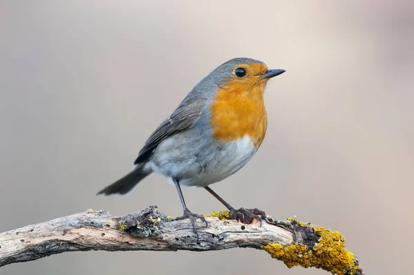 Robin Erithacus Rubecula Στέκεται Ένα Κλαδί — Φωτογραφία Αρχείου