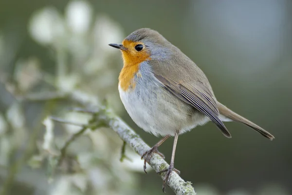 Robin Erithacus Rubecula Στέκεται Ένα Κλαδί — Φωτογραφία Αρχείου