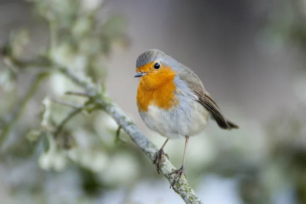 Robin Erithacus Rubecula Στέκεται Ένα Κλαδί — Φωτογραφία Αρχείου