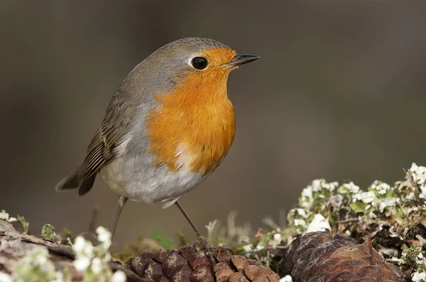 Robin Erithacus Rubecula Στέκεται Στο Έδαφος — Φωτογραφία Αρχείου