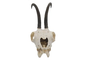 Chamois (rupicapra rupicapra carpatica), memeli kafatası, boynuz