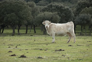 İnekler üzerine yeşil çayır