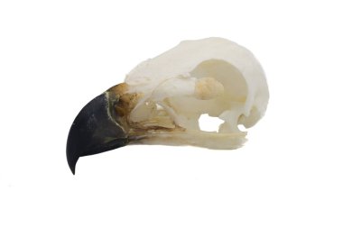 Kaya kartalı (Aquila chrysaetos) kuş kafatası beyaz arka plan ile