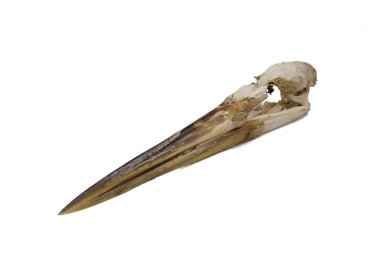 Gri balıkçıl, Ardea cinerea, beyaz arka plan ile kafatası kuş