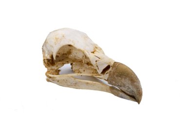 Kızıl akbaba (Gyps fulvus), beyaz arka plan ile kuş kafatası