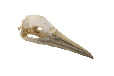 Kuzey Gannet (Morus bassanus), beyaz arka plan ile kuş kafatası