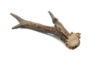 Karaca (Capreolus capreolus), beyaz arka plan ile yetişkin erkek boynuzları