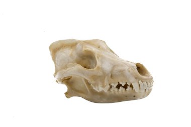 Üç gri kurt (Canis lupus), memeli kafatası