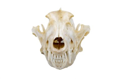 Üç gri kurt (Canis lupus), memeli kafatası