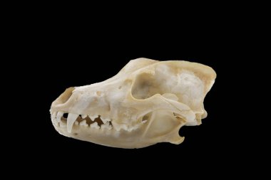 Üç gri kurt (Canis lupus), memeli kafatası