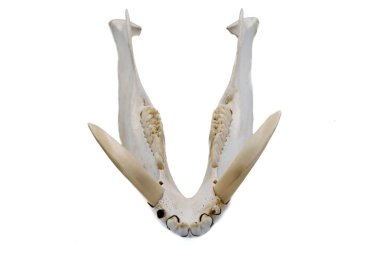 Yaban domuzu, Sus Scrofa, memeli kafatası, çene ve dişleri