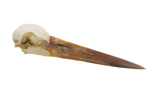 Common Stork Ciconia Ciconia Skull Bird White Background — Stock Photo, Image