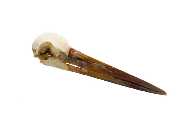 Common Stork Ciconia Ciconia Skull Bird White Background — Stock Photo, Image