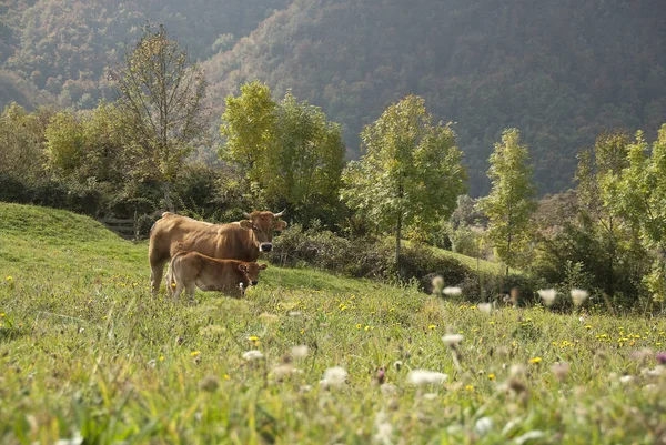 Cows Green Meadow — Stock Photo, Image