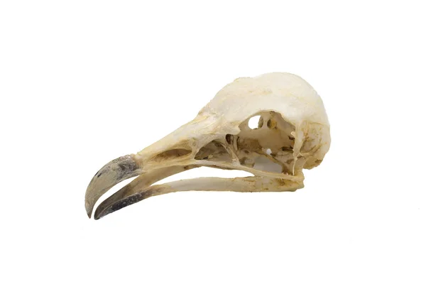 Egyptian Vulture Neophron Percnopterus Bird Skull White Background — Stock Photo, Image