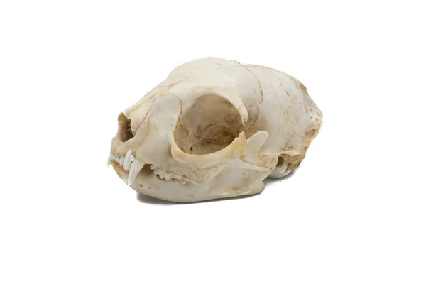 European Wildcat Felis Silvestris Mammalian Skull — Stock Photo, Image