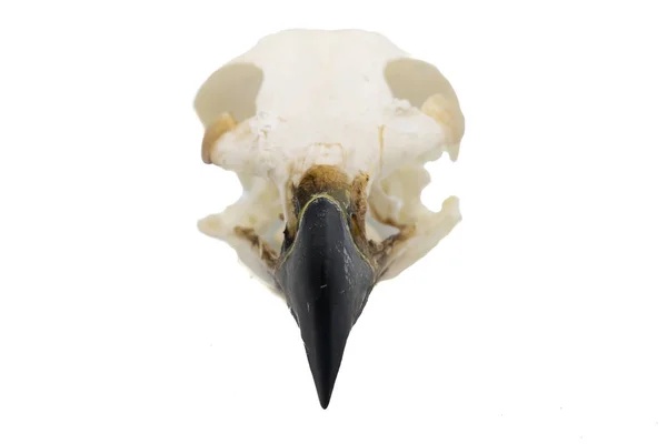 阿奎拉菊花 鸟头骨与白色背景 — 图库照片