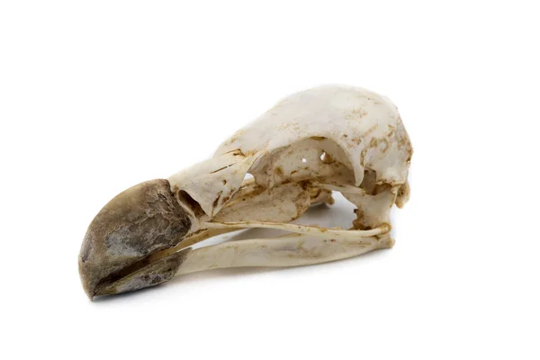 Griffon Vulture Gyps Fulvus Bird Skull White Background — Stock Photo, Image