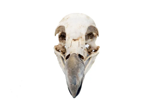 格里芬秃鹰 Fulvus 鸟头骨与白色背景 — 图库照片