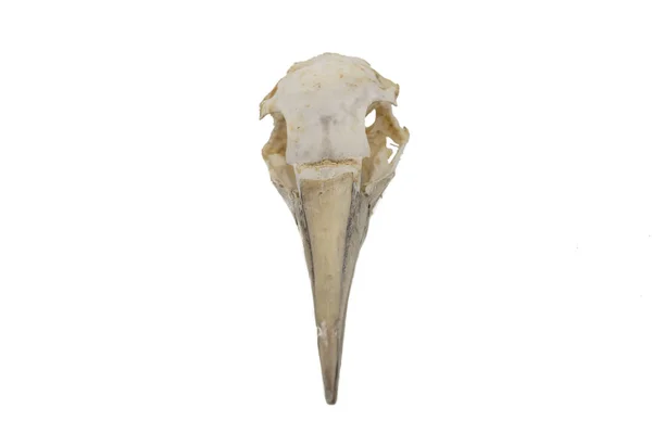 北部甘内特 Morus Bassanus 鸟头骨与白色背景 — 图库照片