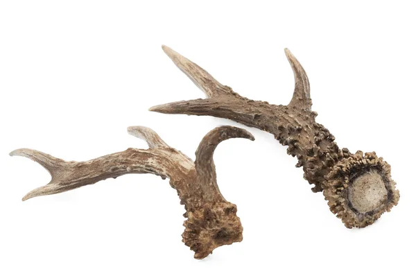 Roe Capreolus Capreolus 成年雄性角与白色背景 — 图库照片