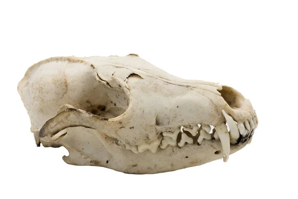 ホンドギツネ キツネ属の哺乳類頭蓋骨 — ストック写真