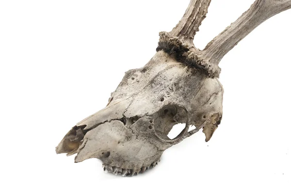ノロジカ Capreolus Capreolus 哺乳類頭骨および角 白い背景 — ストック写真