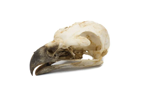 イベリアカタシロワシ アクイラ Adalberti 白い背景を持つ鳥の頭蓋骨 — ストック写真