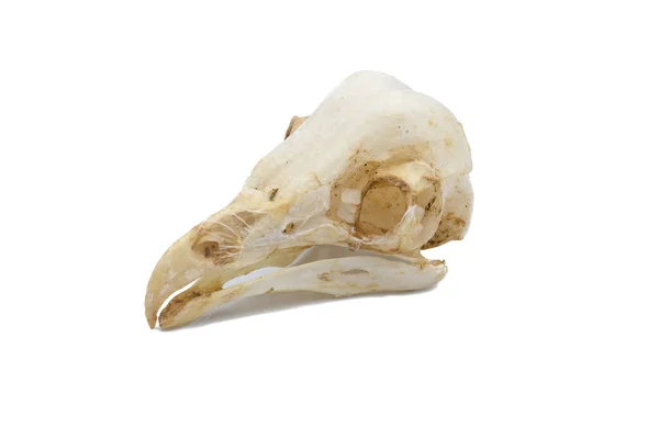 Barn Owl Tyto Alba Owl Skull Nocturnal Raptors White Background — Stock Photo, Image