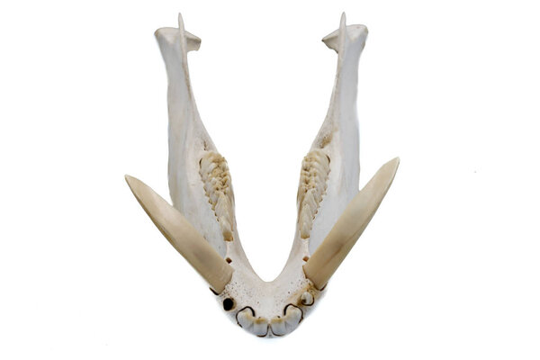 Кабан, сус Скрофа, череп млекопитающего, челюсть и клыки
