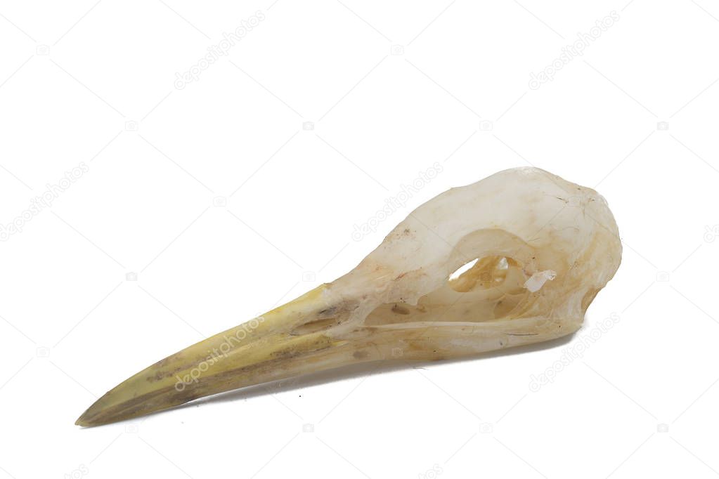 Little egret (Egretta garzetta) Bird skull with white background