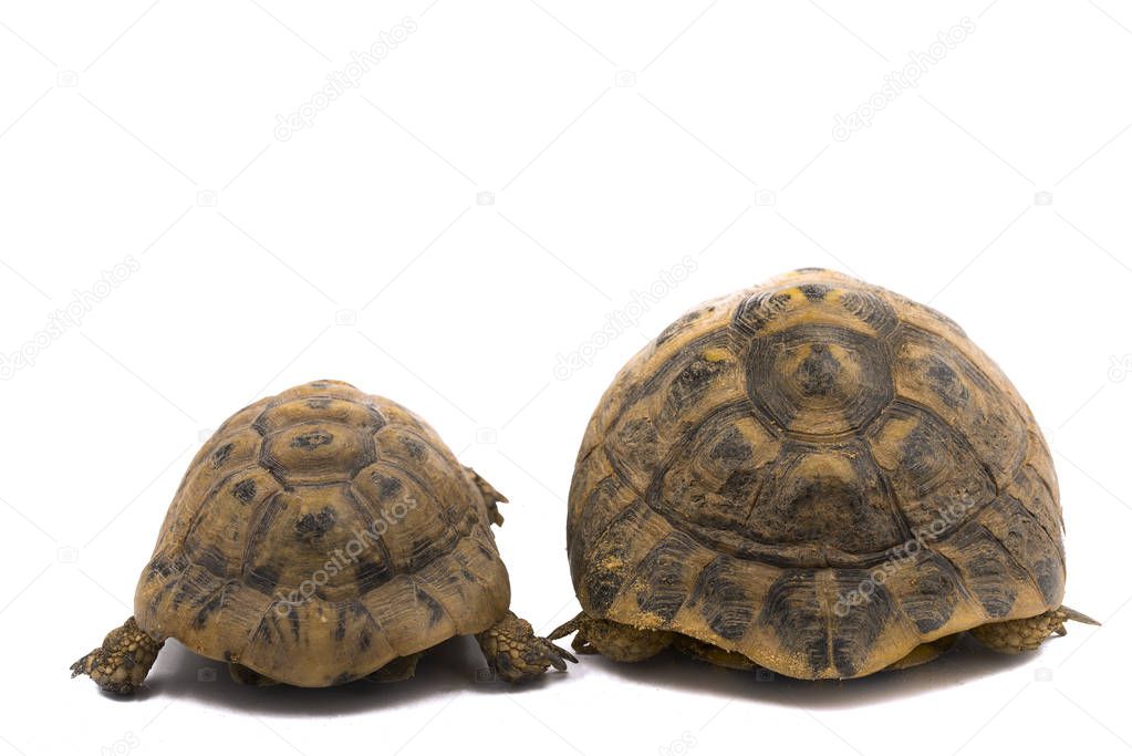 Spur thighed turtle (Testudo graeca) and Hermann's tortoise (Testudo hermanni), back to back with white background