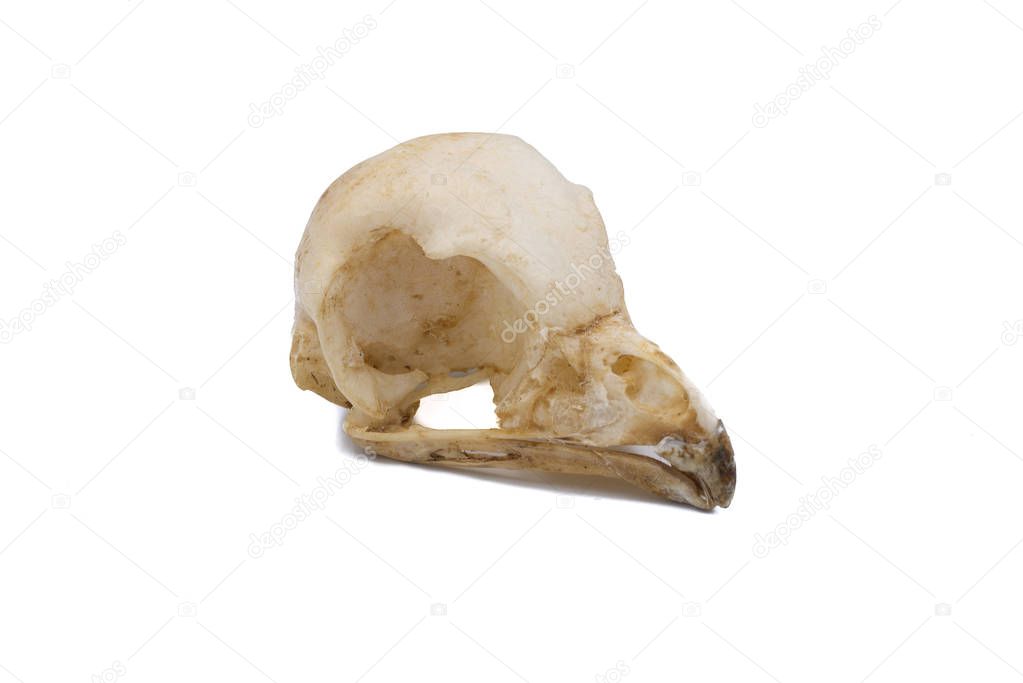 Tawny owl (Strix aluco), owl skull, nocturnal raptors with white background