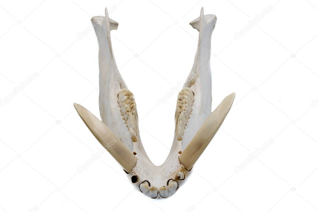 Wild Boar, Sus Scrofa, Mammal Skull, Jaw and Fangs
