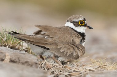 Küçük Halkalı Plover (Charadrius dubius), yuvada yumurtalı yetişkin.