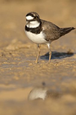 Küçük Halkalı Plover (Charadrius dubius), suda ve çamurda yiyecek arıyor.