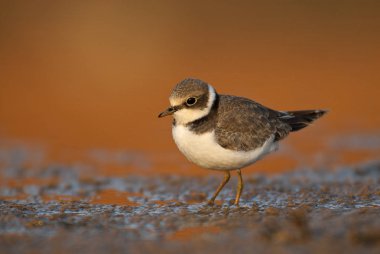Küçük Halkalı Plover (Charadrius dubius), suda ve çamurda yiyecek arıyor.