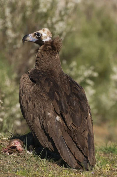 Aschengeier Aegypius Monachus Ganzkörperporträt — Stockfoto