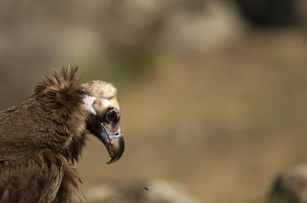 Cinereous Euraziatische Zwarte Gier Aegypius Monachus Hoofdportret Van Gier — Stockfoto