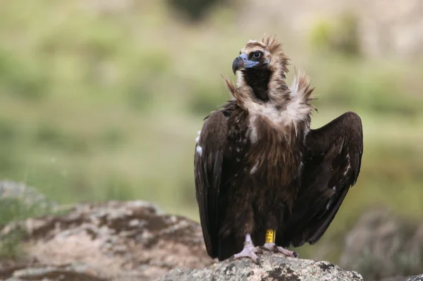 Cinereous Vulture Aegypius Monachus Staand Een Rots — Stockfoto