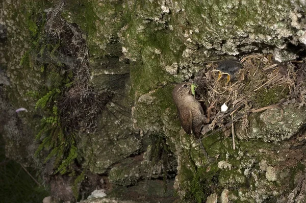 Zaunkönig Troglodytes Troglodytes Eingang Ihres Nestes Mit Ihren Jungen — Stockfoto