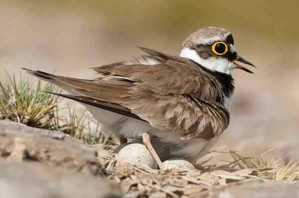 Little Ringed Plover Charadrius Dubius Adult Nest Eggs — Stock Photo, Image