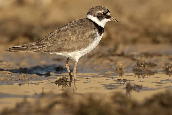 Küçük Halkalı Plover Charadrius Dubius Suda Çamurda Yiyecek Arıyor — Stok fotoğraf