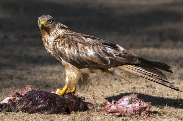 Pipa Vermelha Milvus Milvus Comendo Carniça Chão — Fotografia de Stock