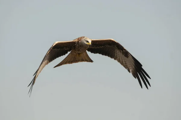 Cerf Volant Rouge Milvus Milvus Volant — Photo