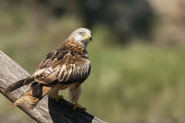 Cerf Volant Rouge Milvus Milvus Perché Sur Une Branche — Photo