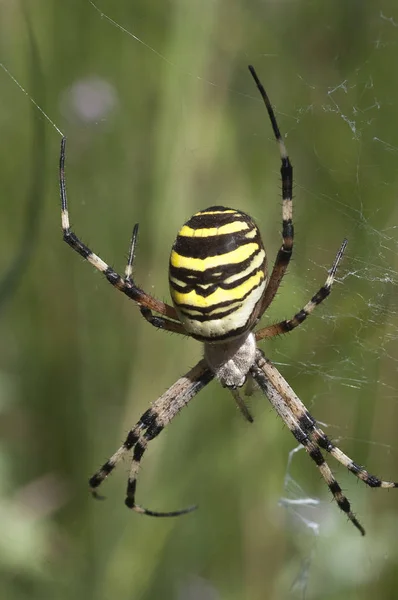 Araña Tigre Scytodes Globula Colgando Tela Araña —  Fotos de Stock